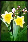 Picture, Daffodils